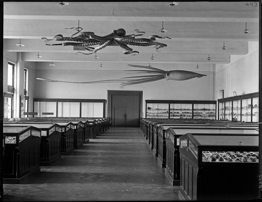 "Shell and Coral Hall looking west, 4th floor, main building"